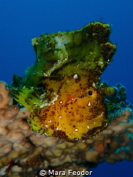 How is this Yellow leaf fish not falling off the coral? by Mara Feodor 